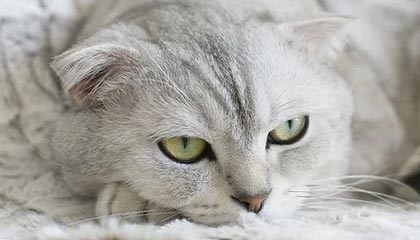 kaiyun官方入口登录-部分球队复出受挫，战绩不及预期打击信心，更多球员将退出复赛